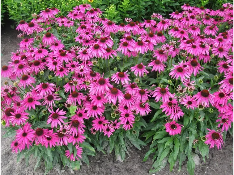Echinacea