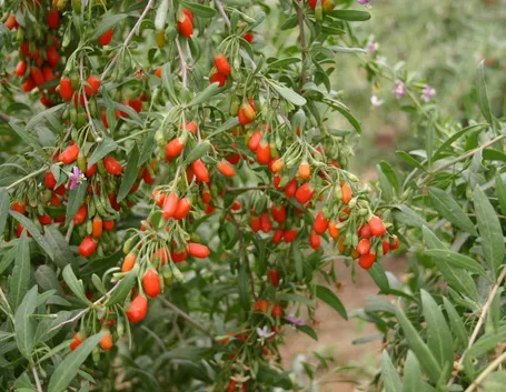 Frutto di Goji