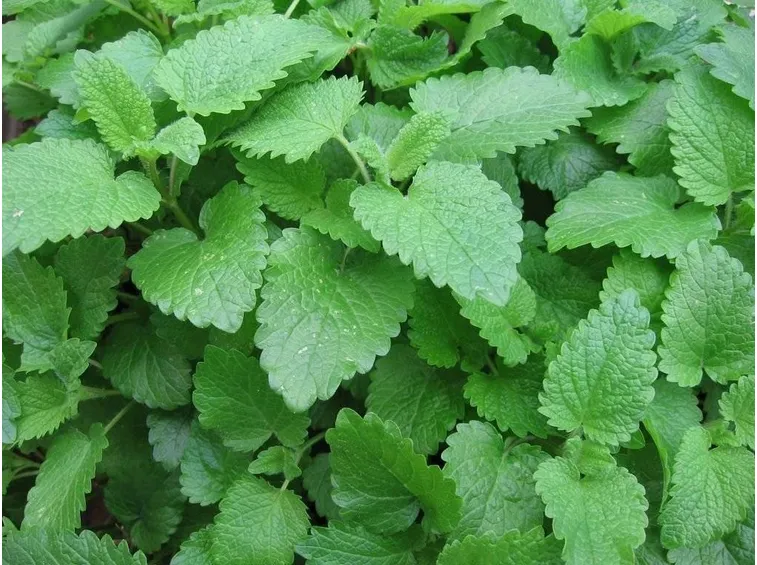 La melissa: una pianta officinale