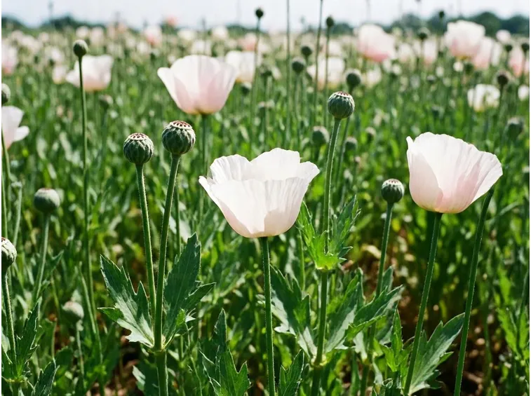 Campo papaveri