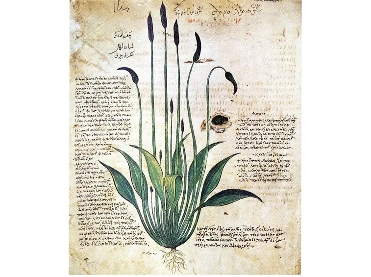 Erbario dell'Alto Medioevo
