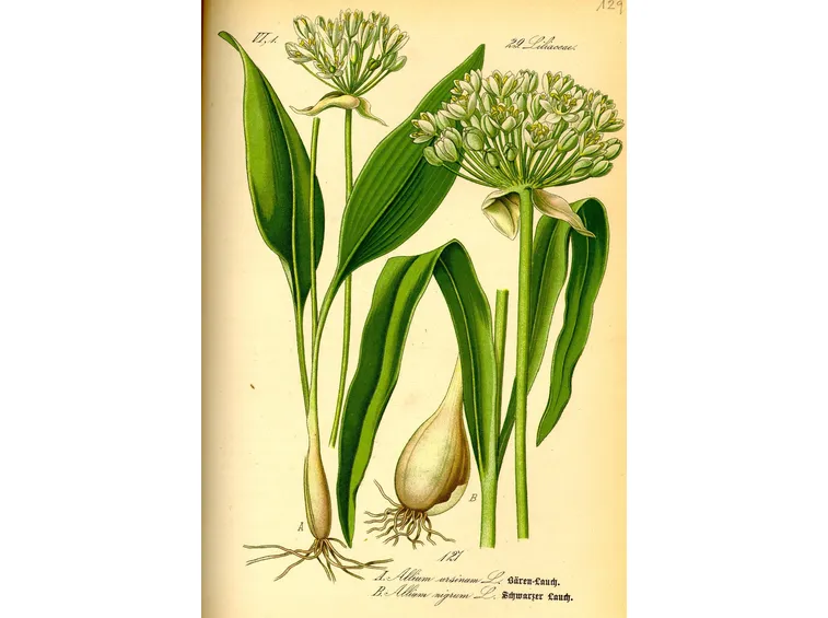 Allium ursinum