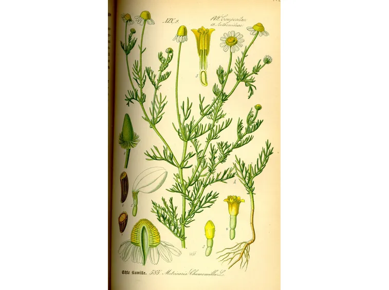 Chamomilla matricaria