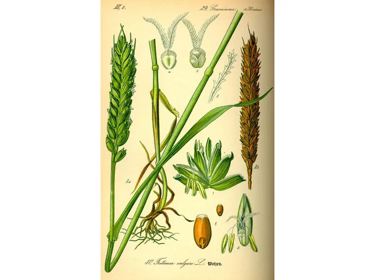 Triticum aestivum