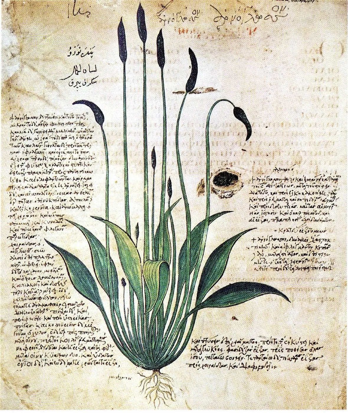 Erbario dell'Alto Medioevo