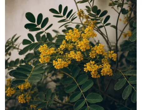 Senna