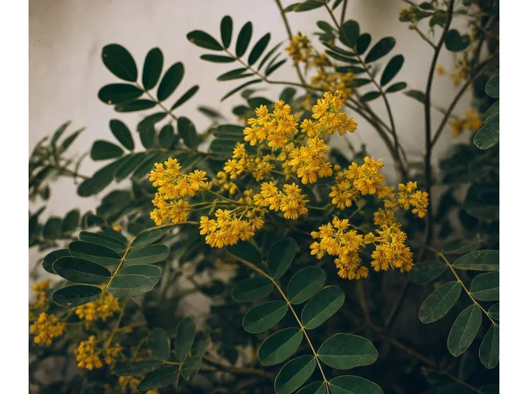 Senna