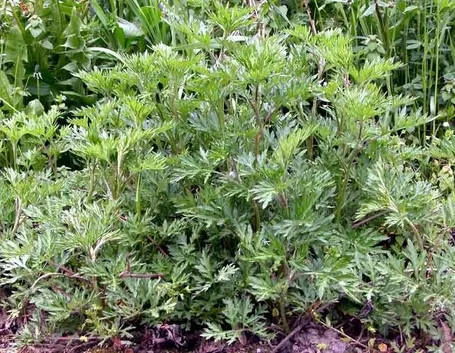 artemisia vulgaris