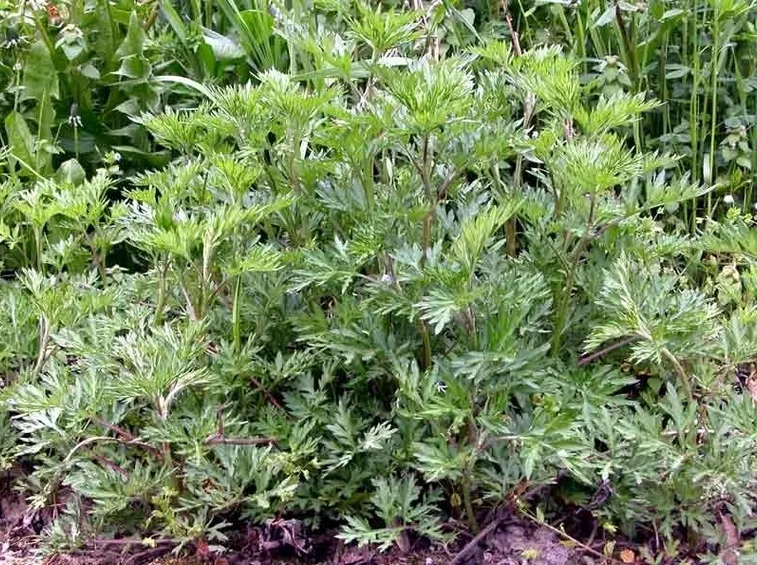 artemisia vulgaris