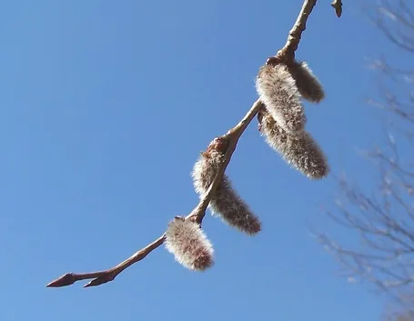 Infiorescenza di Aspen o Populus Tremula