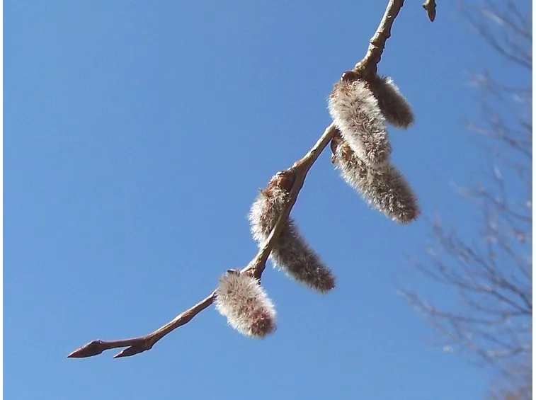 Infiorescenza di Aspen o Populus Tremula