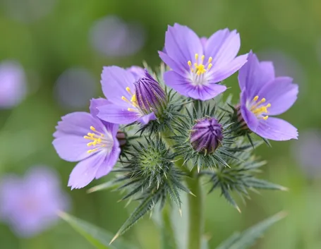centaurea