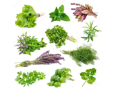 erbe aromatiche