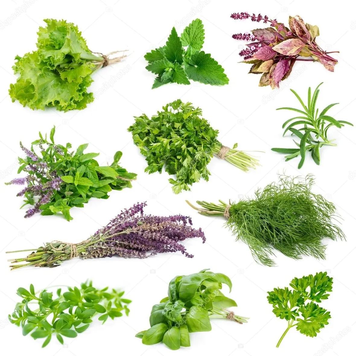 erbe aromatiche