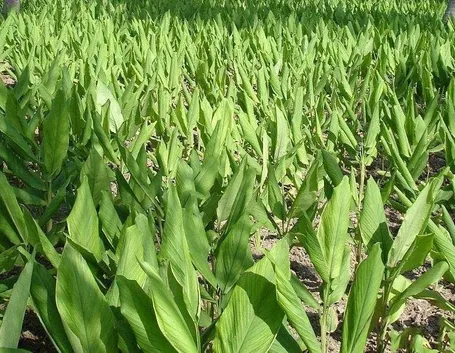 Una piantagione di curcuma longa