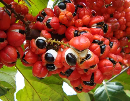 guaranà