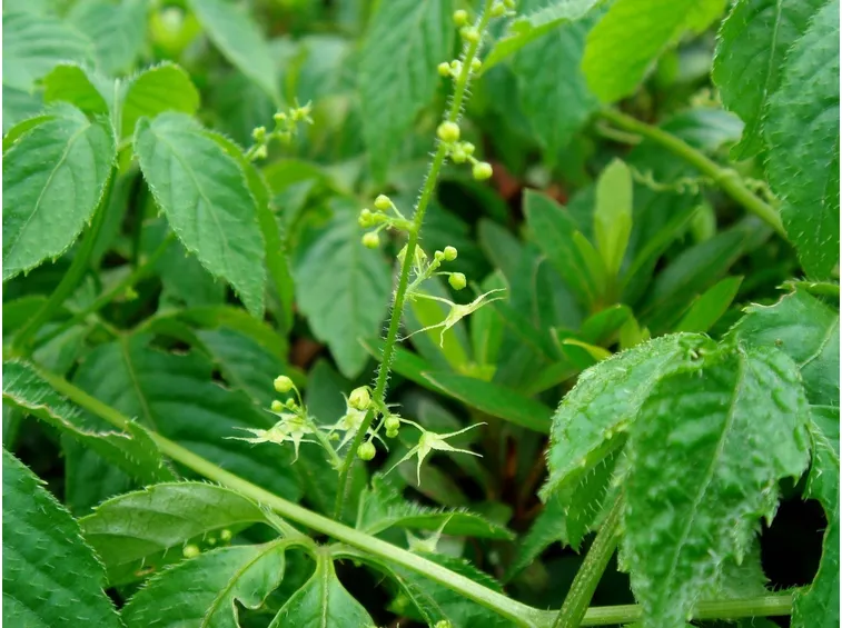 gynostemma pentaphyllum coltivazione