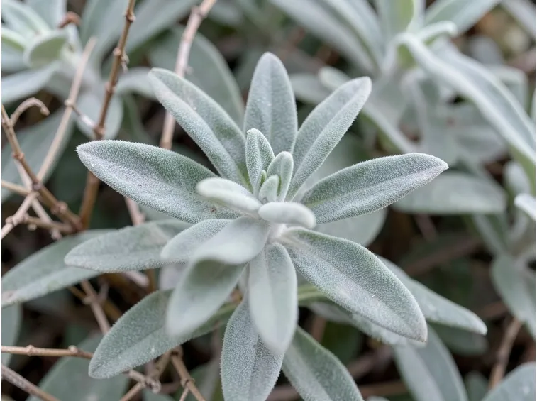 salvia 