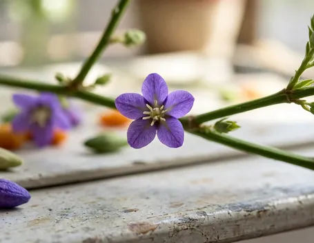 Lycium barbarum