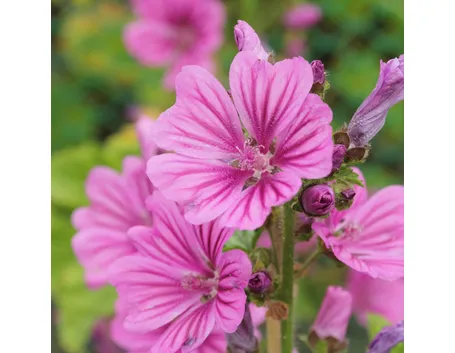 la pianta di Malva Sylvestris