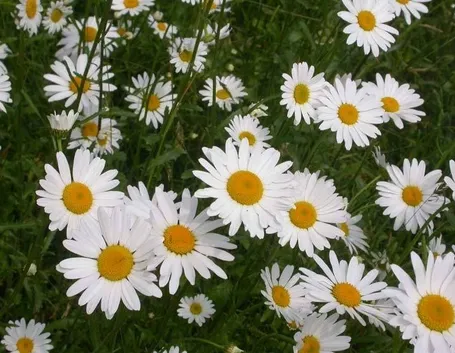 Margheritina