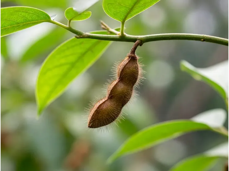 MUKUNA PRURIENS