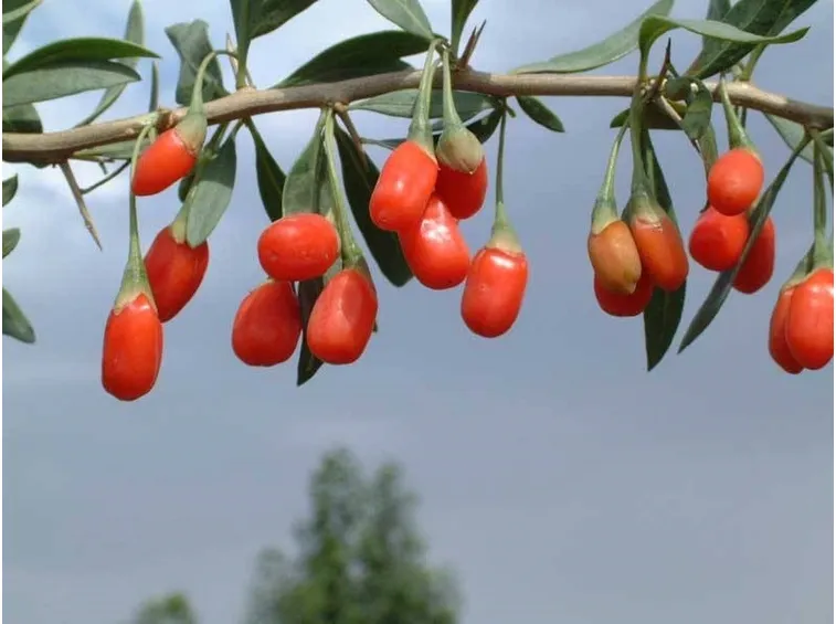 Fiore Lycium barbarum