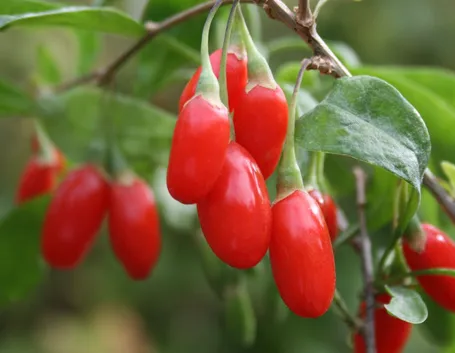 Goji Berry