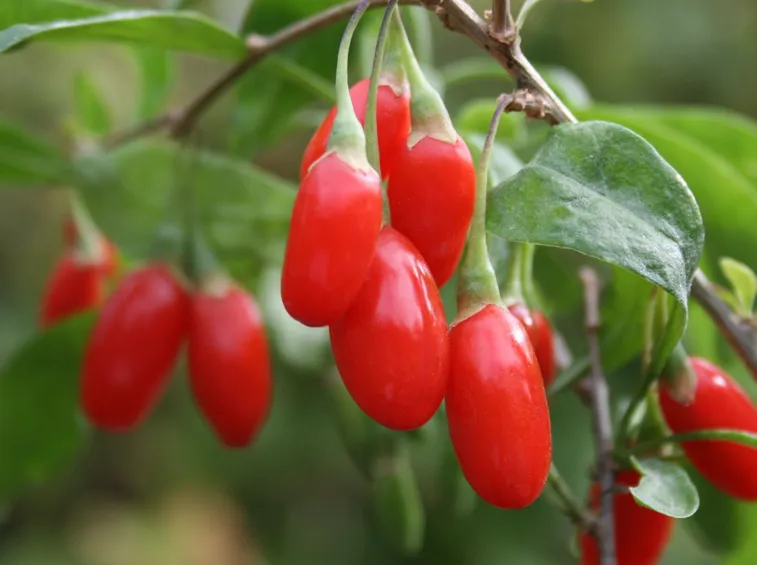 Goji Berry