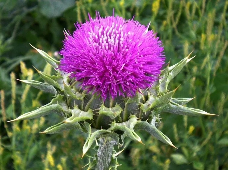 Silybum marianum
