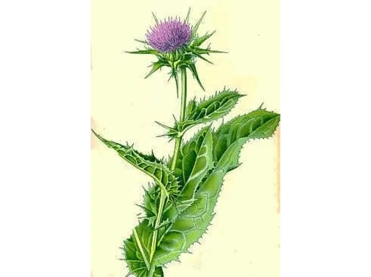 Silybum marianum