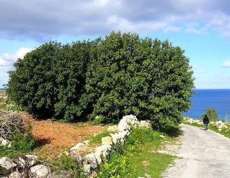 carrubo