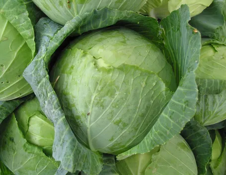 cavolo