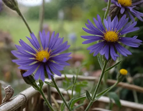 centaurea