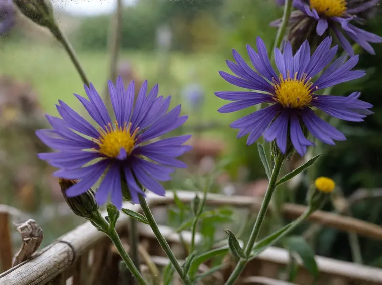 centaurea