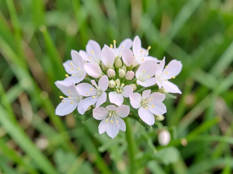 centaurea
