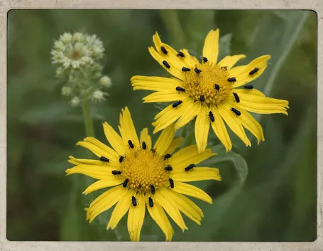 enula