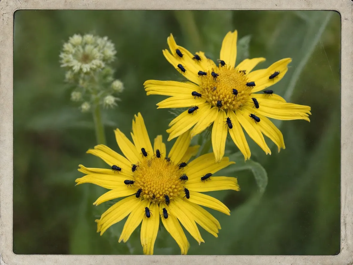 enula