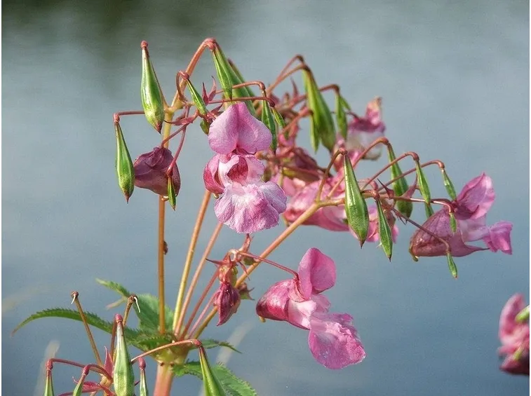 Impatiens glandulifera