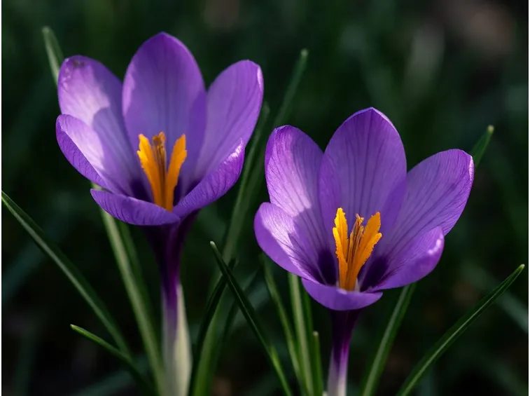 Fiori di bach