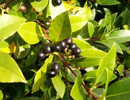 Foglie e bacche di alloro