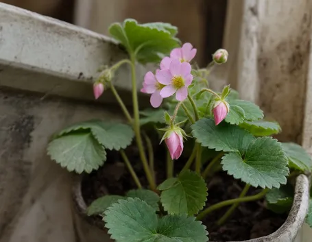 Fragaria 