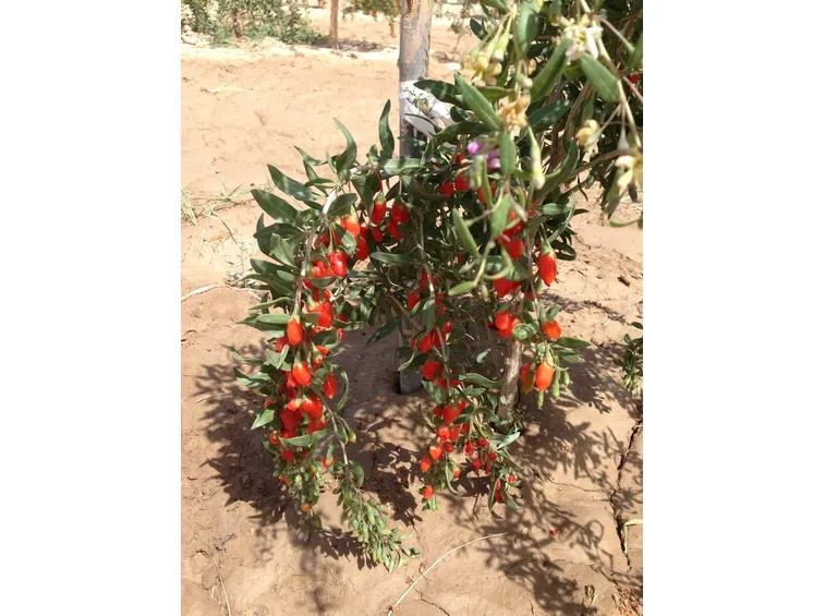 Pianta di bacca di Goji coltivata in proprio