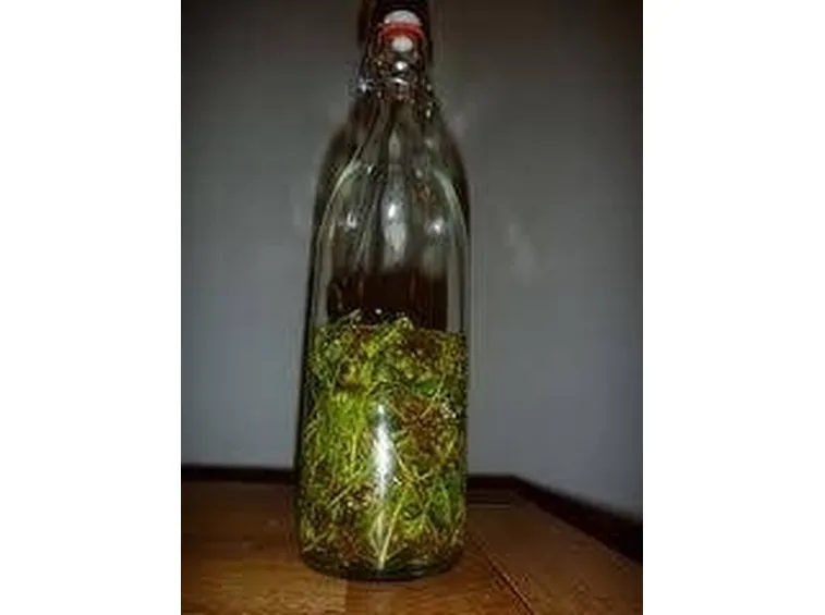 infuso genepi