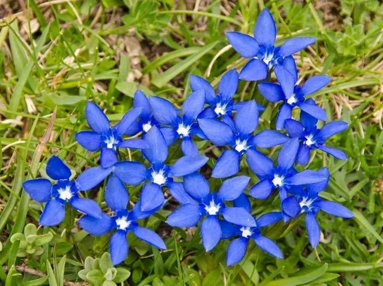 genzianella