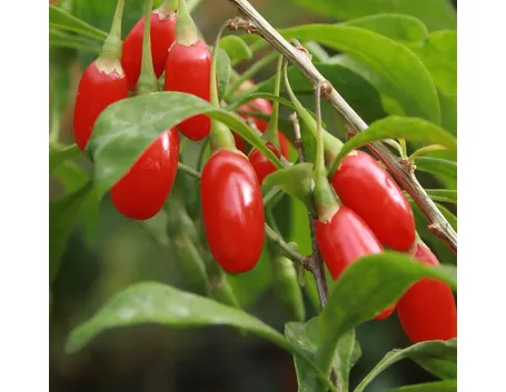 Bacche di Goji: Licyum Barbarum