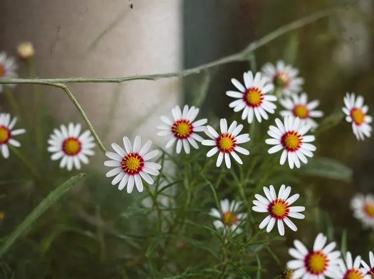 Fiore di Bach