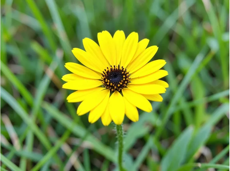 pilosella