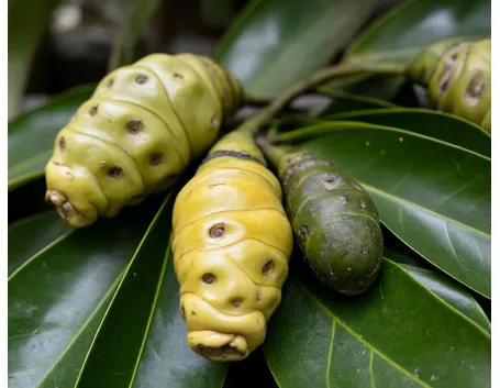 pianta di Noni