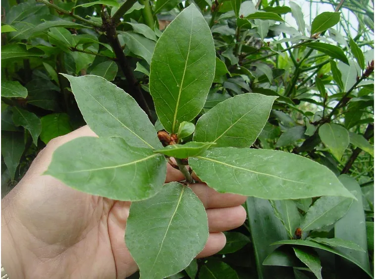 alloro